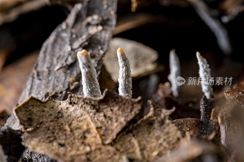 木杉属的蘑菇在下层生长，秋季在蒙特塞尼山，加泰罗尼亚自然公园