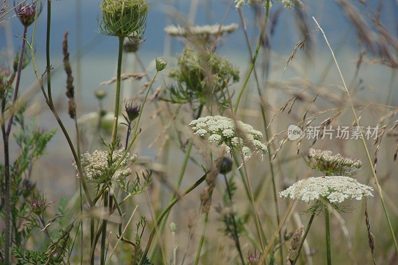 粉彩花浸草甸花