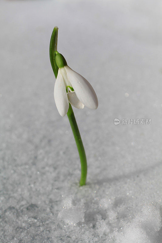 雪花莲和雪