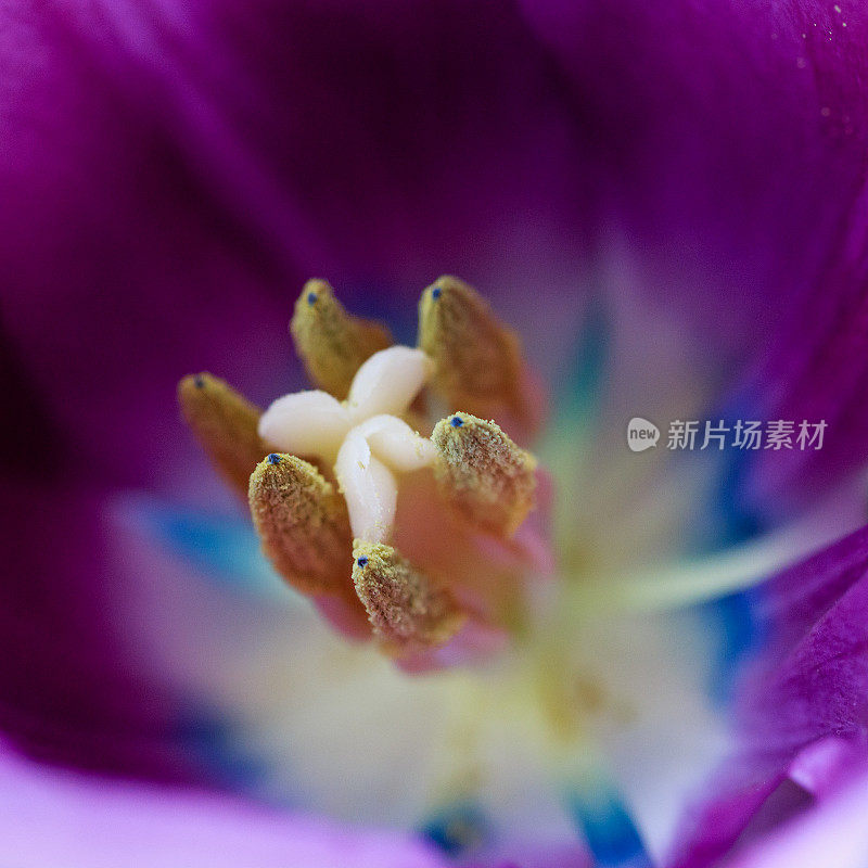 详细的高角度微距一个紫色的郁金香花头