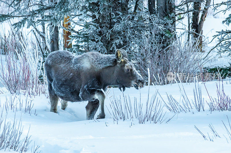 年轻的公驼鹿在深雪中行走