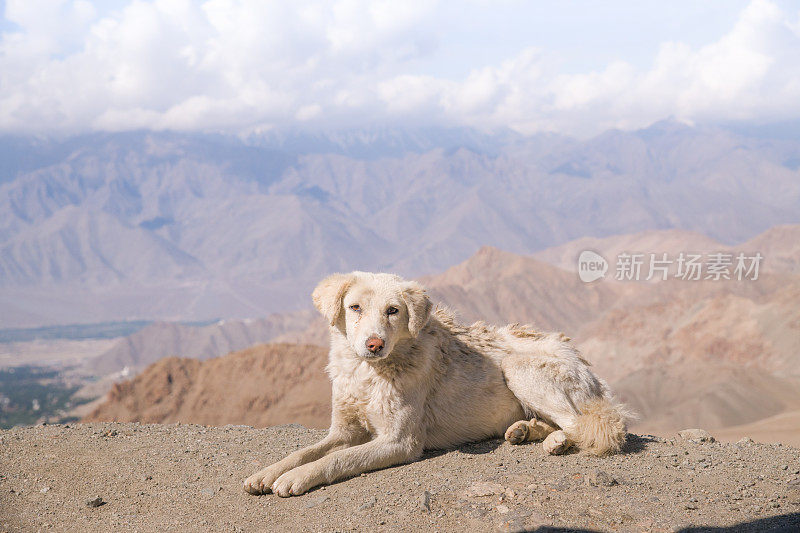 小狗在喜马拉雅山的背景下