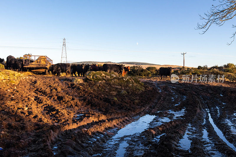 土壤侵蚀，由于在苏格兰的一个饲养场的肥牛在冬季放牧
