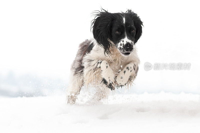 欢乐的跳跃-年轻的黑白猎犬在空中跳跃，她在英国什罗普郡乡村的一个冬天的一天刚落下的雪中玩耍。