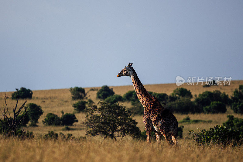 肯尼亚马赛马拉的马赛长颈鹿