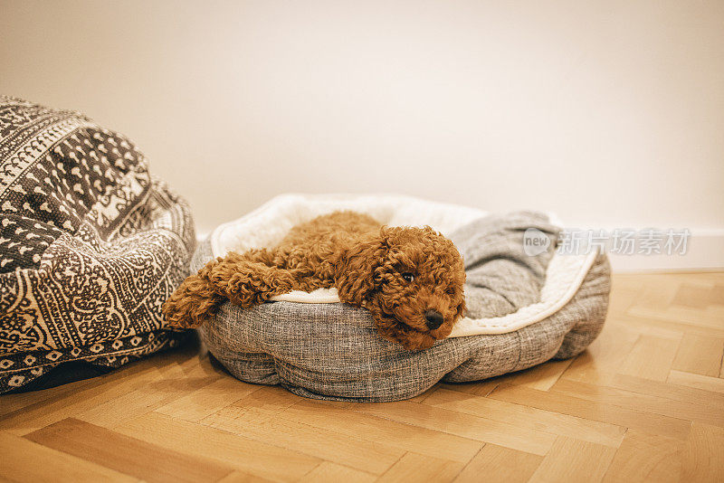 可爱的棕色比雄薯条小狗躺在宠物床上