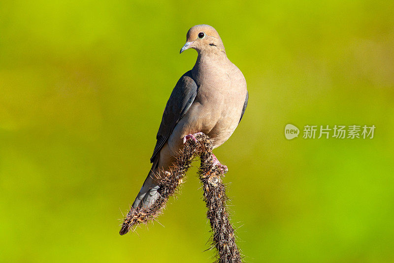 在仙人掌上哀悼鸽子