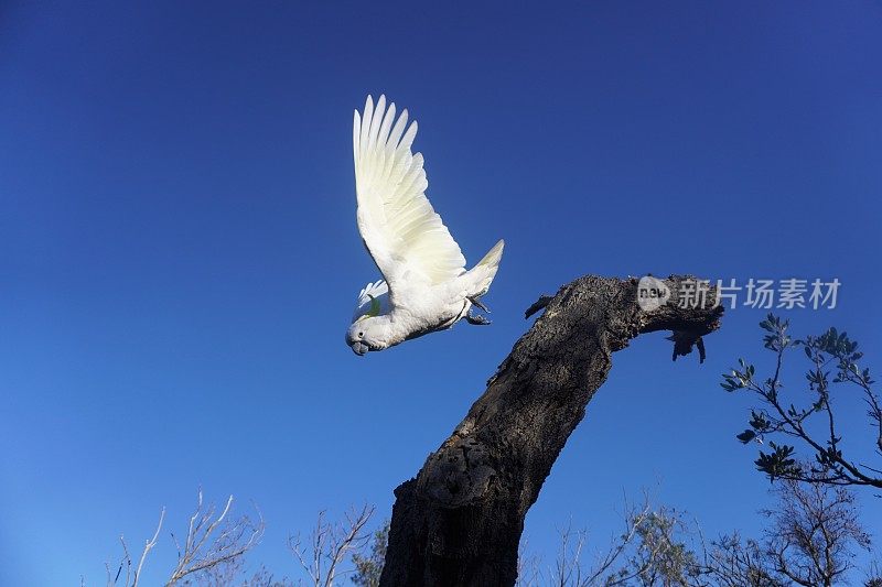 从树干上俯冲下来的凤头鹦鹉