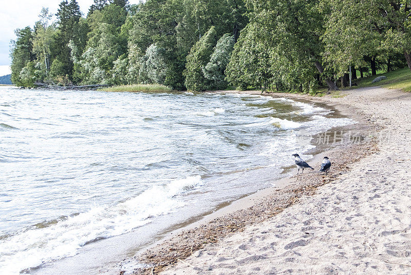 夏天的风景。芬兰拉赫蒂市的vesijärvi湖。两只乌鸦在湖边。