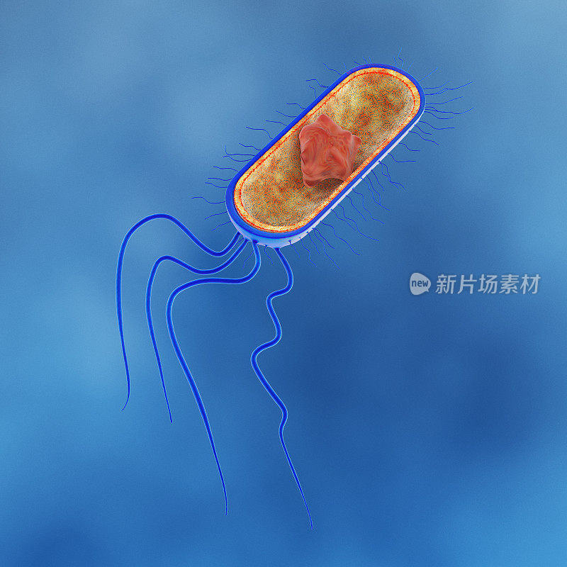 大肠杆菌的结构