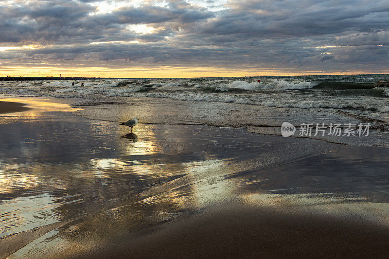 黄昏寂寞的海鸥