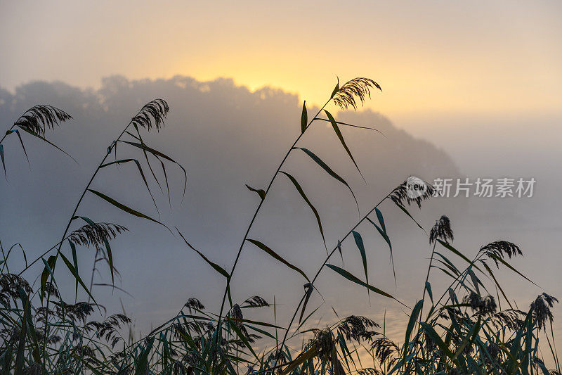 海苇在晨雾中的湖边