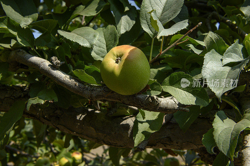 红苹果在树上成熟的特写