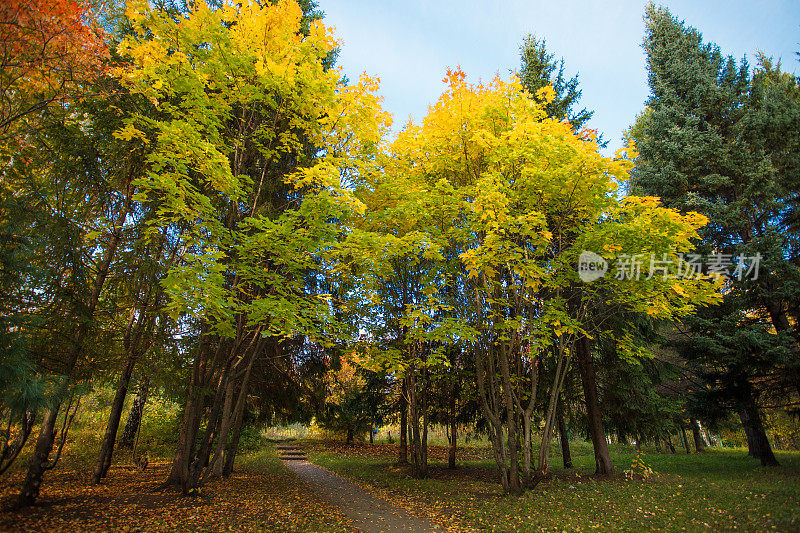 城市公园金秋时节，季节性景观，美丽自然，浪漫漫步。树巷在秋天的背景