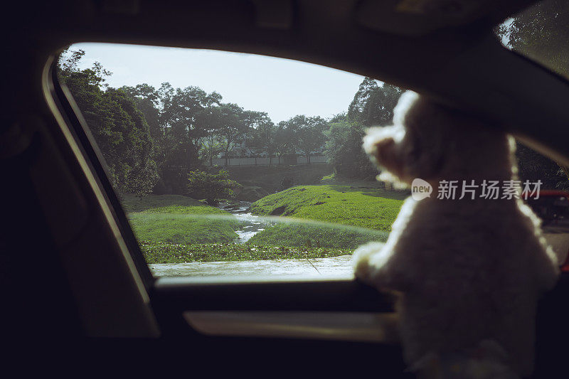 一只玩具贵宾犬看着车窗外，当巡航在周日上午的乡村风景公路之旅