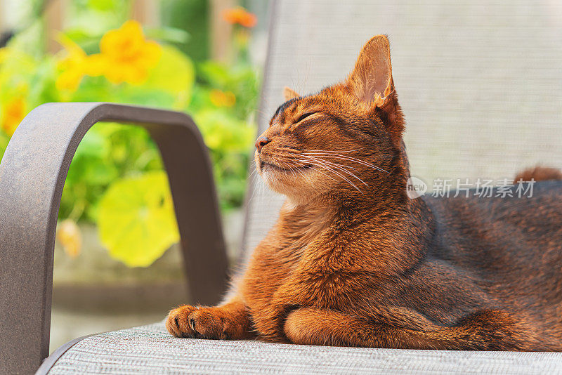 阿比西尼亚猫