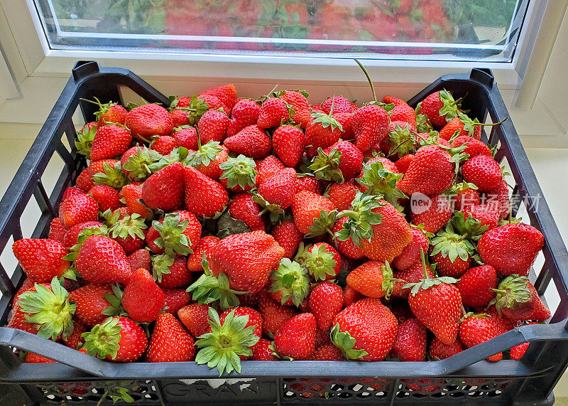 窗台上放着一箱新鲜成熟的草莓。成熟的草莓特写