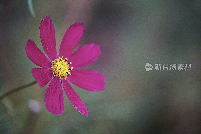 花园宇宙花的特写