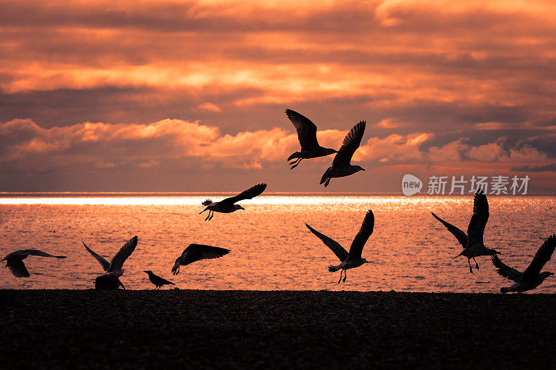 日落时在海滩上飞翔的海鸥