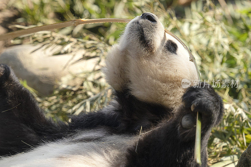 成都大熊猫吃竹子