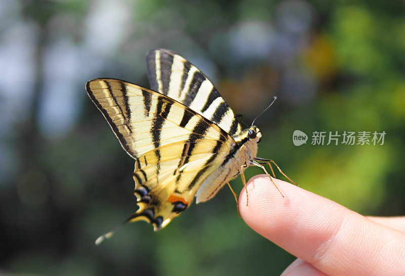 人类手中的大蝴蝶