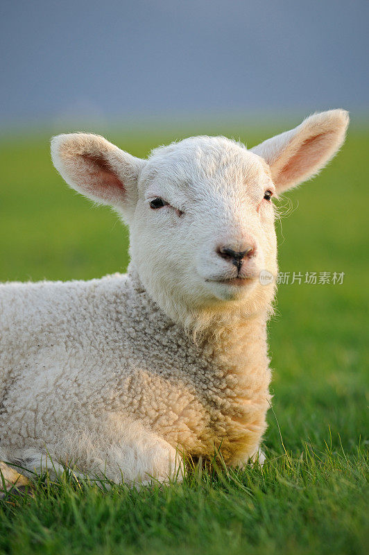 小羊羔在清晨的阳光下坐在草地上，英国