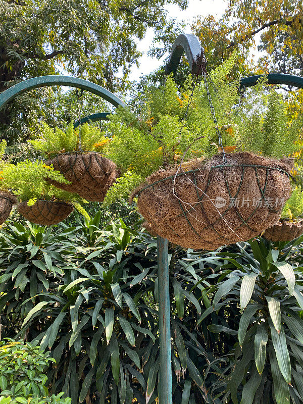 近距离的图像，苔藓衬着金属，挂在公园里的篮子，在支架上生长，芦笋蕨