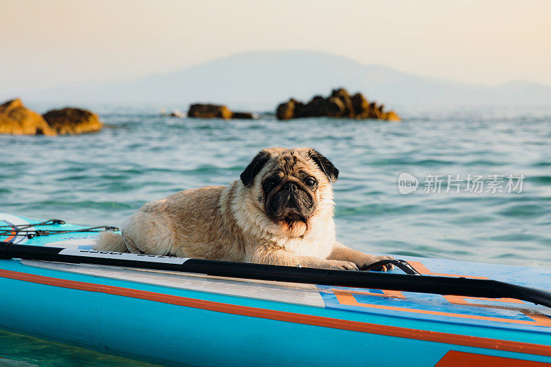 美丽的狗划桨冲浪在风景优美的夏季日落在希腊
