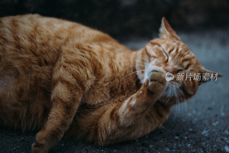 橙色虎斑猫躺着，脸上有一张有趣的脸