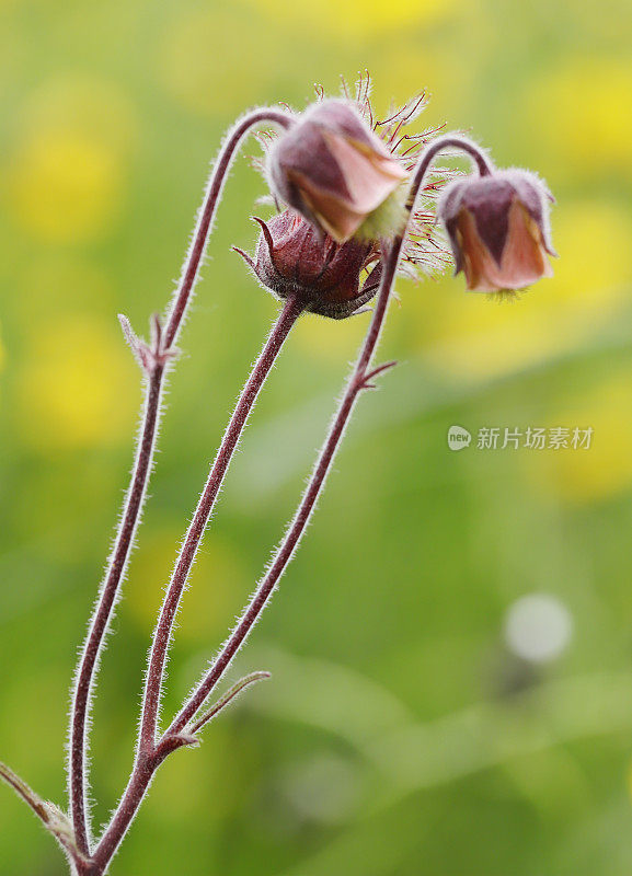 wateravens(琴的对手)