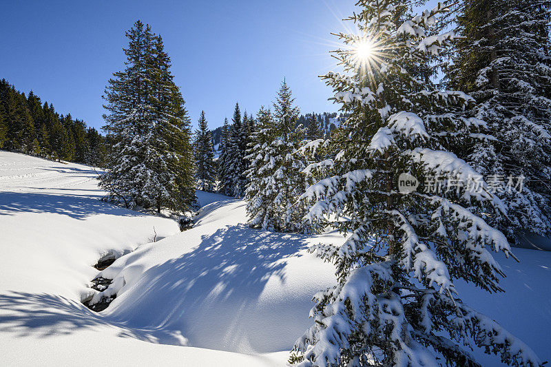 冬季的景观有白雪覆盖的森林和一条小河