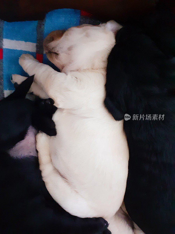 拉布拉多寻回犬幼犬在哺乳后睡觉