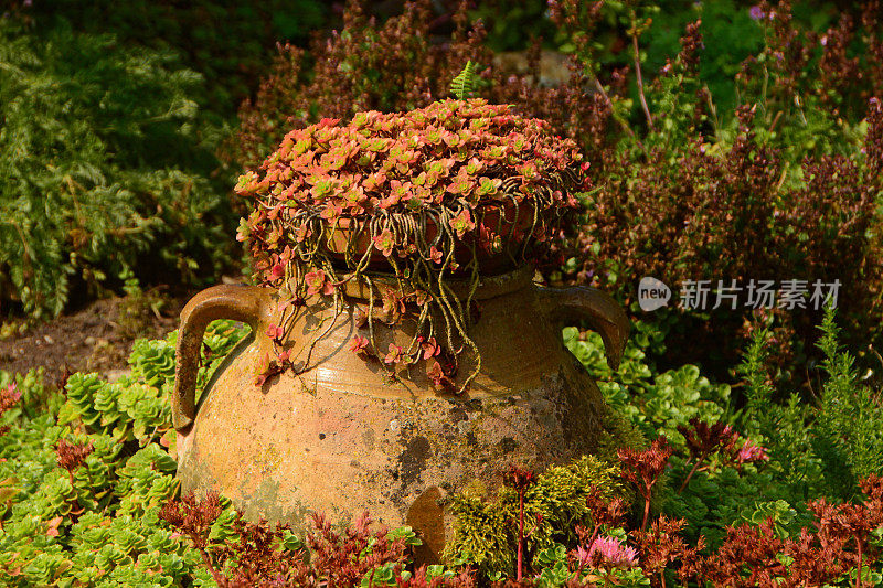 大型花瓶中的肉质植物。