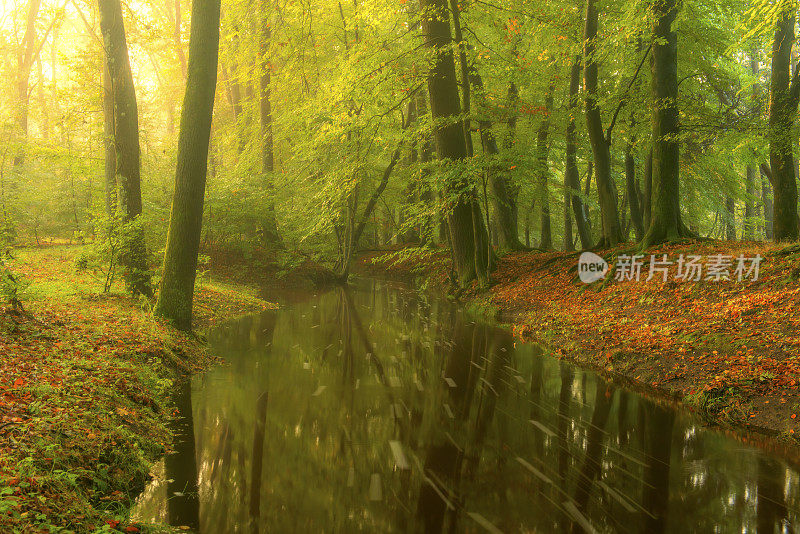 在一个初秋的早晨，明亮的绿色森林中的小溪