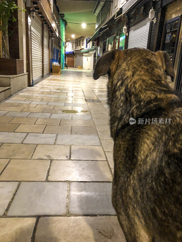 流浪狗看起来空荡荡的街道