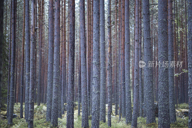 芬兰的松林