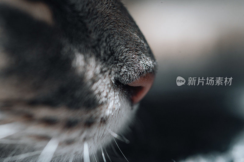 一只灰猫的鼻子和胡须的特写