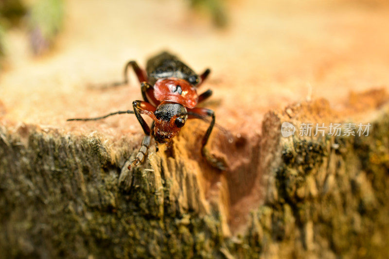 Cantharidae或软甲虫坐在树桩上。