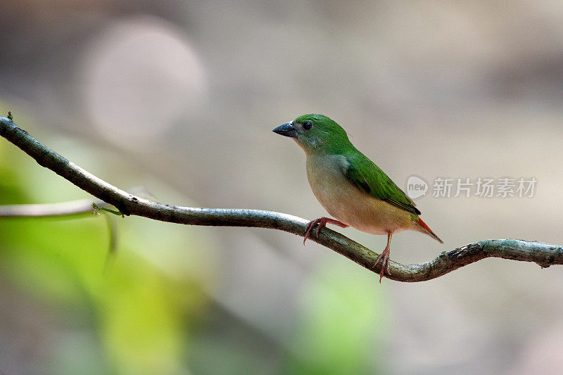 鹦嘴雀鸟:成年雌性尖尾鹦嘴雀。
