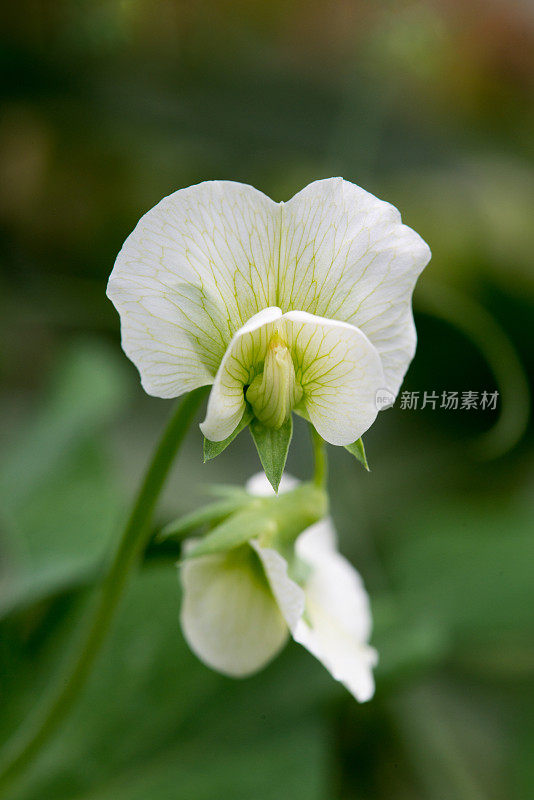 加拿大的菜园-白糖豆荚豌豆花的特写，品种糖爸爸