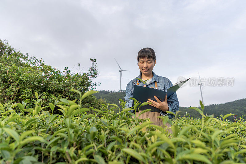 一位亚洲女性农业技术人员在植物实验田工作