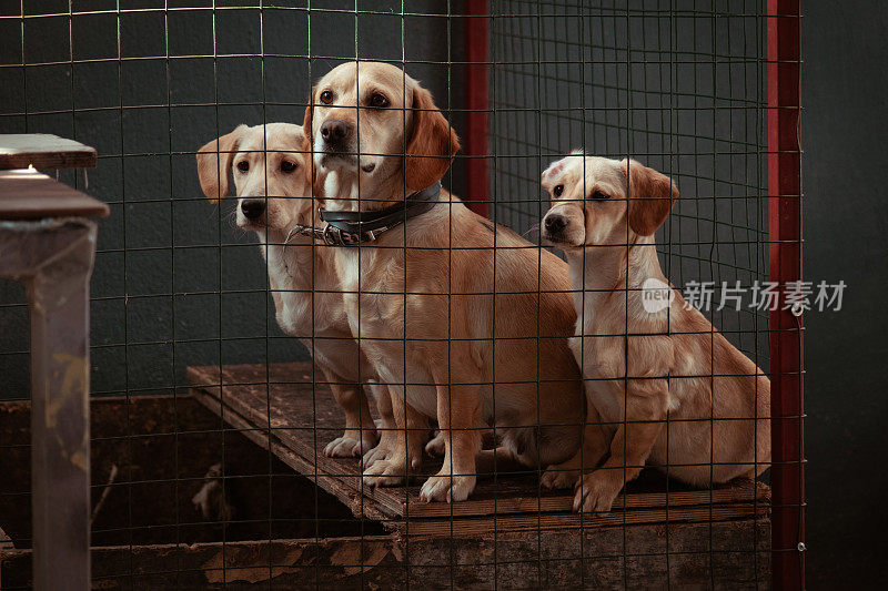 三只小狗在笼子里