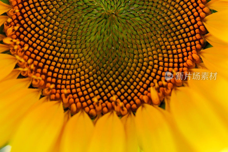 微距镜头下蜜蜂被花粉覆盖