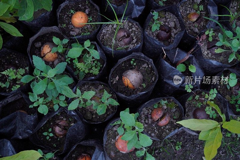 发芽鳄梨坑种植库存照片