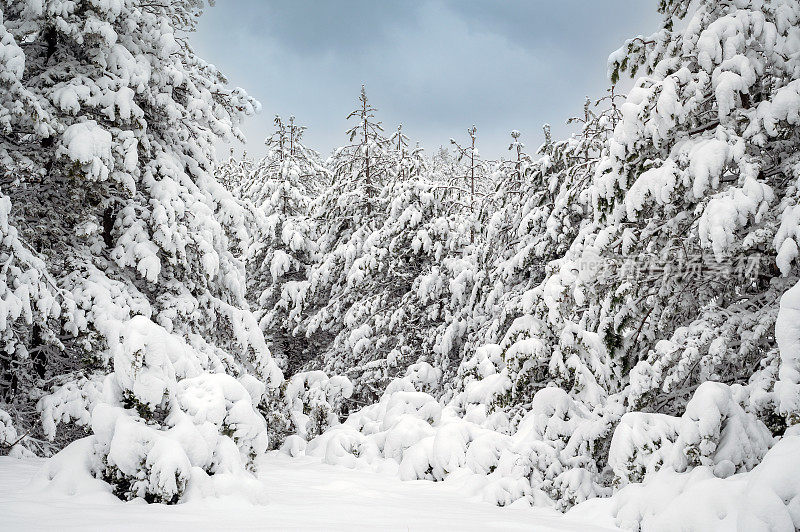 冬天的场景——森林里的树木被雪覆盖