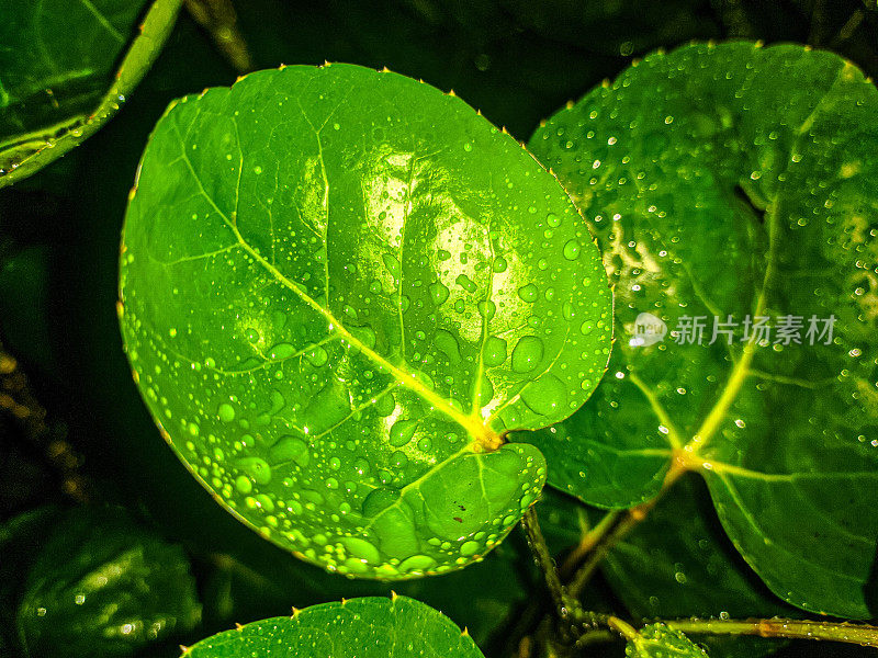 在雨季潮湿植物叶子的特写