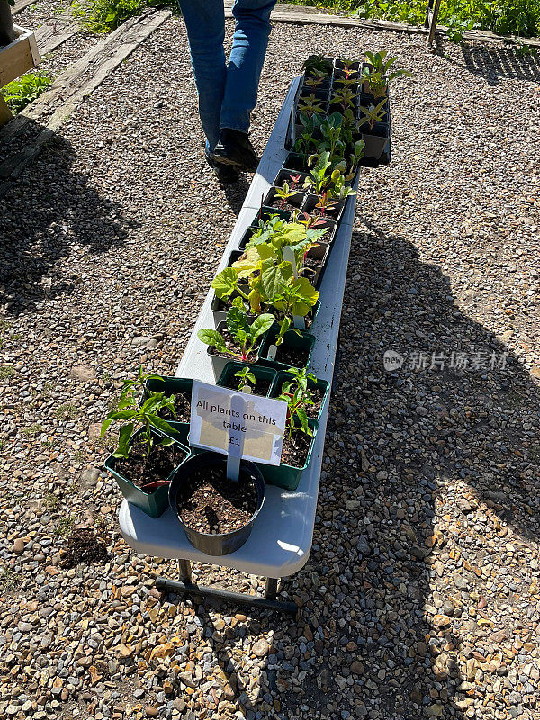在花园中心苗圃的一排盆栽植物的图像，展示出售植物的低桌子，重点放在前景，抬高的观点