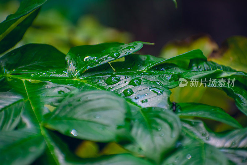小水滴落在绿叶上的特写微距镜头在印度。