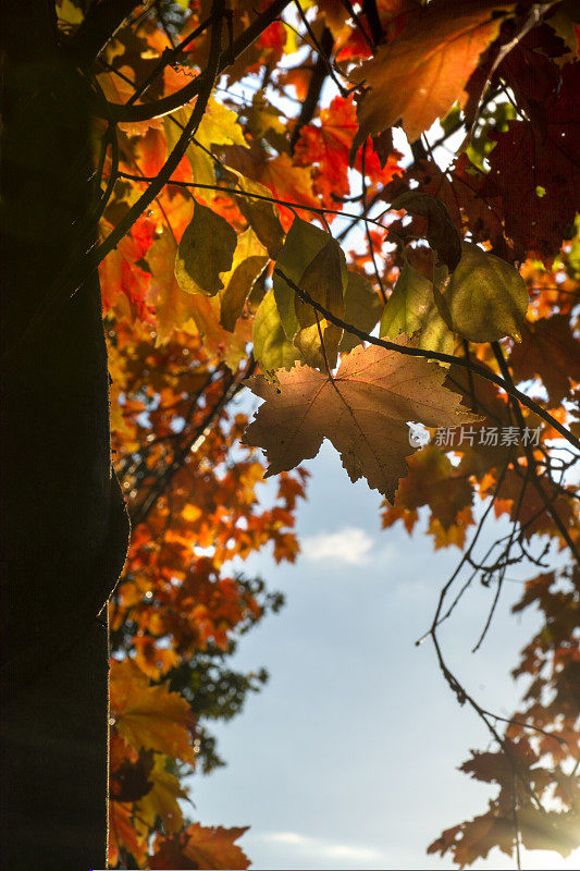 秋天的枫树和明亮的蓝天。秋天，在阳光明媚的背景下，枫叶红黄相间。