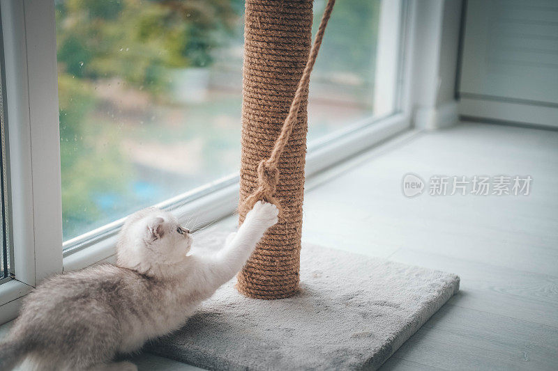 一只可爱的苏格兰折耳猫正在玩挠痒杆。猫在猫抓架上玩绳子